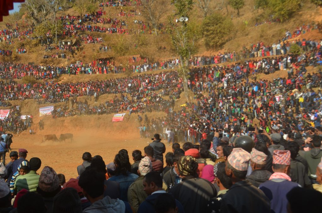 नुवाकोटको गोरु जुधाइ मनोरञ्जनको माध्यमदेखि विजयोत्सवको गाथा