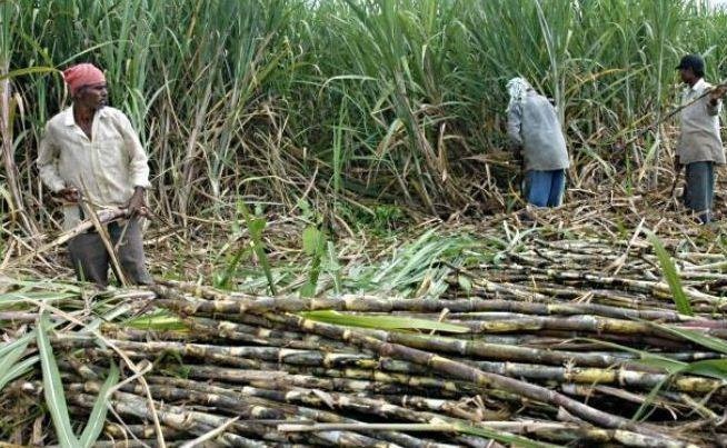 उखुको समर्थन मूल्य सच्याउन सर्लाहीका किसानकाे माग