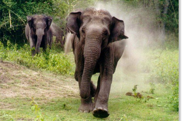 उदयपुरमा हात्ती गाउँ प्रवेश गर्न थालेपछि स्थानीय त्रसित