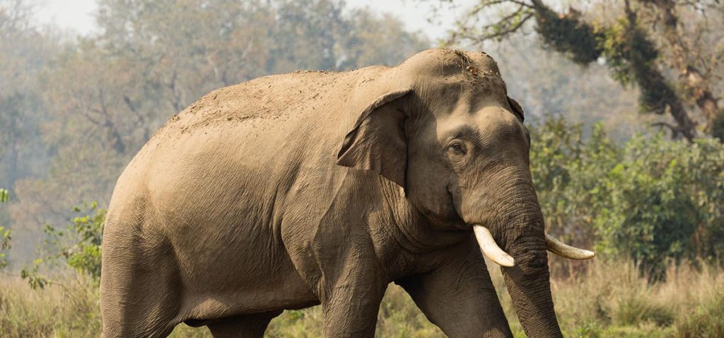 जंगली हात्ती गोविन्देलाई दिइयाे मात नियन्त्रण गर्ने औषधी