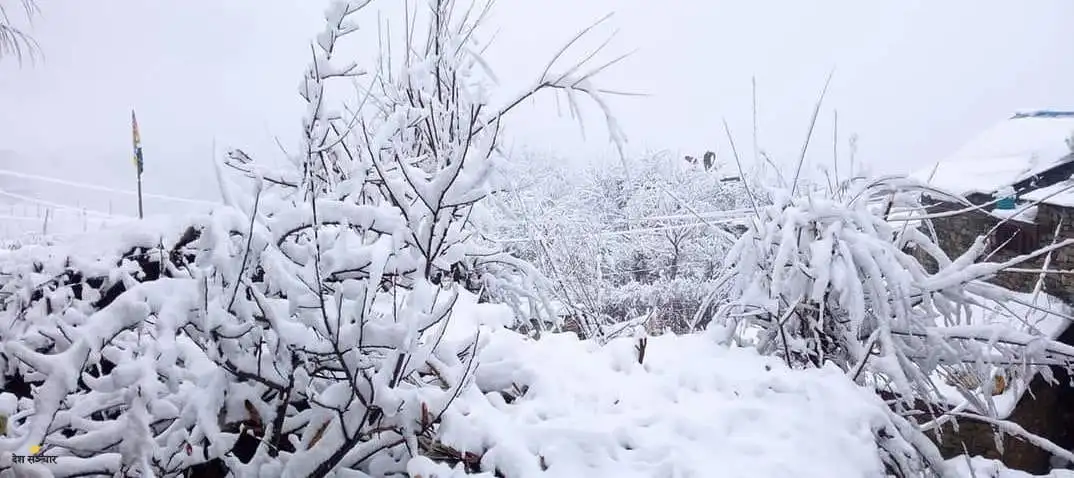 हिमपात र वर्षाले जुम्लाका किसान हर्षित