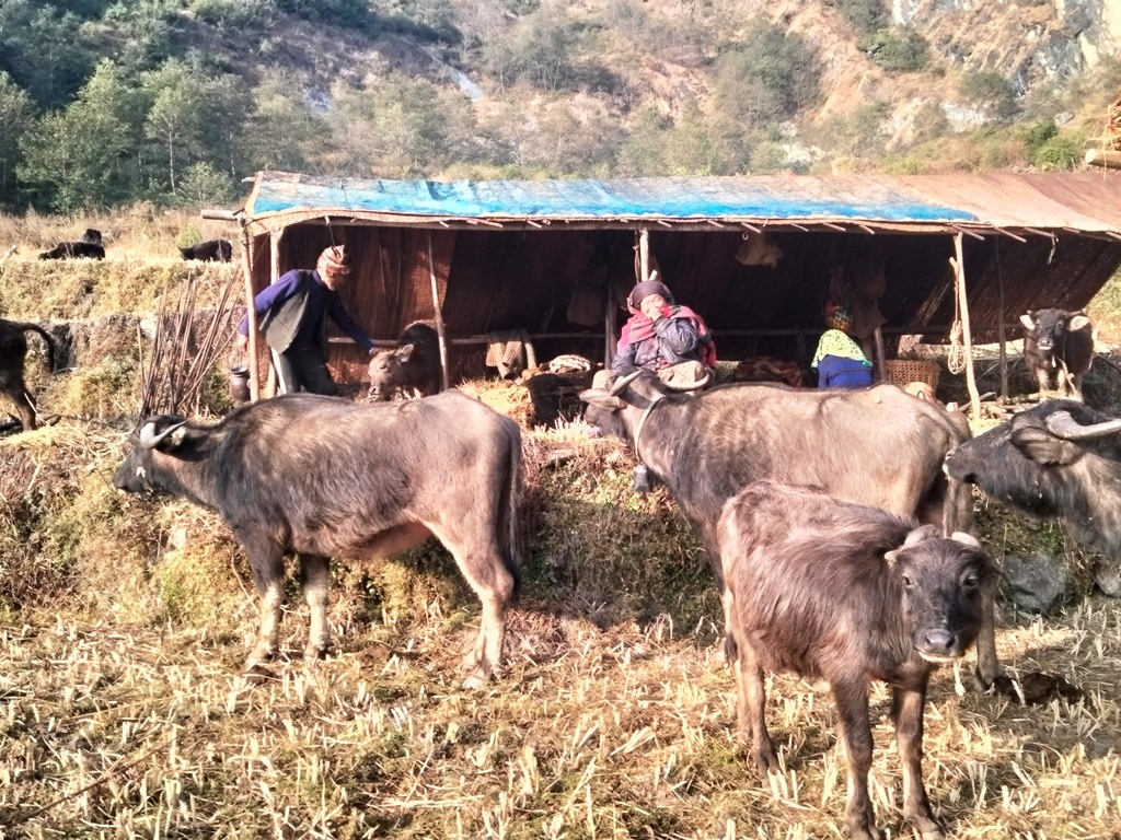 गोठालो संस्कृतिमा रमाएका प्रेमबहादुरको सङ्घर्षः ‘छ दशकदेखि घुम्तीगोठमा गाईभैँसी पालन’