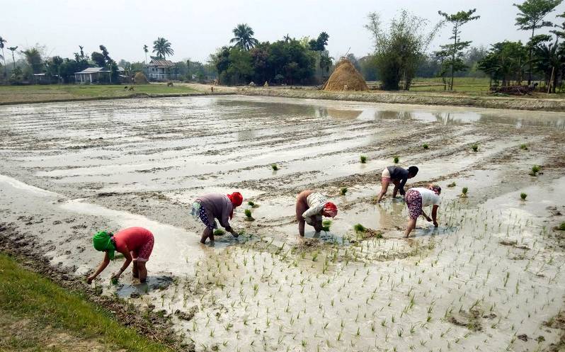 नवलपरासीका किसानलाई चैते धान रोप्न चटारो
