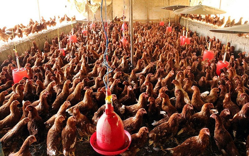 बाँकेमा अण्डा दिने कुखुरालाई साँघुरो खोरमा नराख्न अभियान