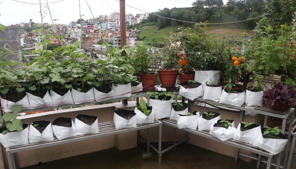 कौसी खेतीबाट व्यवसायलाई टेवा