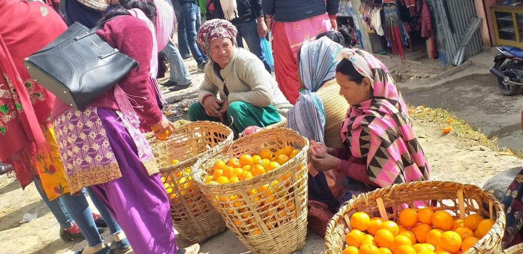 डोकोमै सुन्तला बेचेर वार्षीक दुई लाख आम्दानी