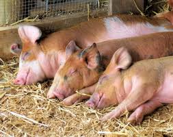 कञ्चनपुरका बङ्गुर फार्ममा ‘अफ्रिकन स्वाइन फिभर’ को सङ्क्रमण