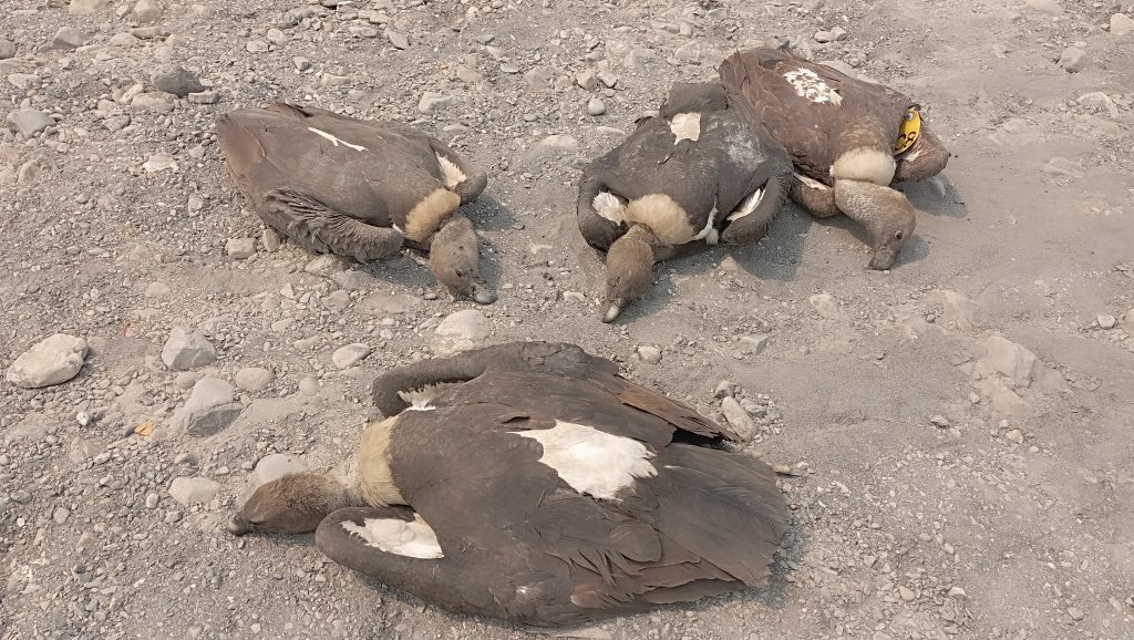 लोपोन्मुख डङ्गर प्रजातिको गिद्ध मृत फेला