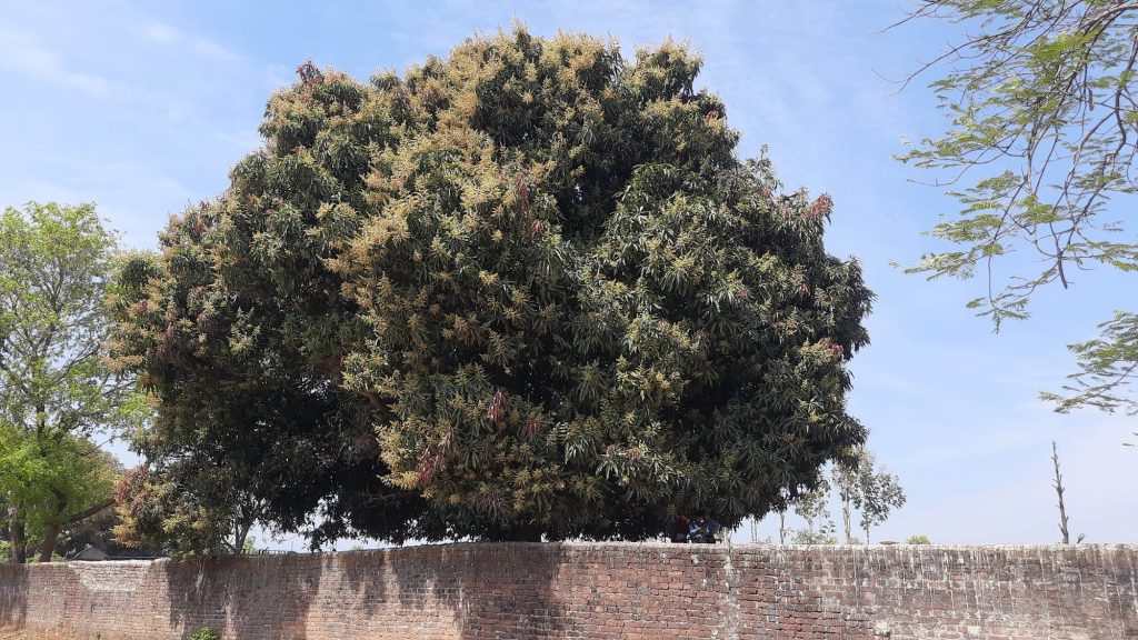 तुलसीपुरमा झपक्कै फुल्यो आँप