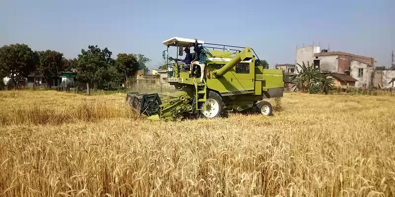 कञ्चनपुरका किसानलाई गहुँ ‘थ्रेसिङ’ गर्न समस्या