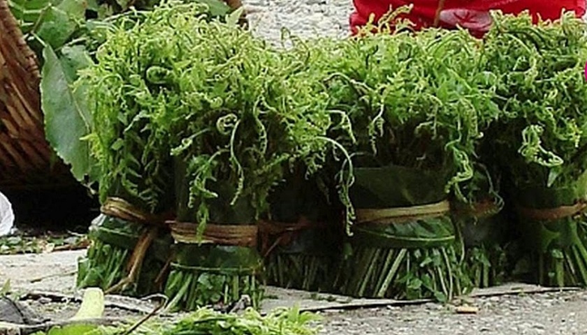 निगुरो बेचेर मनग्य आम्दानी गर्दै कावासोतीका स्थानीय