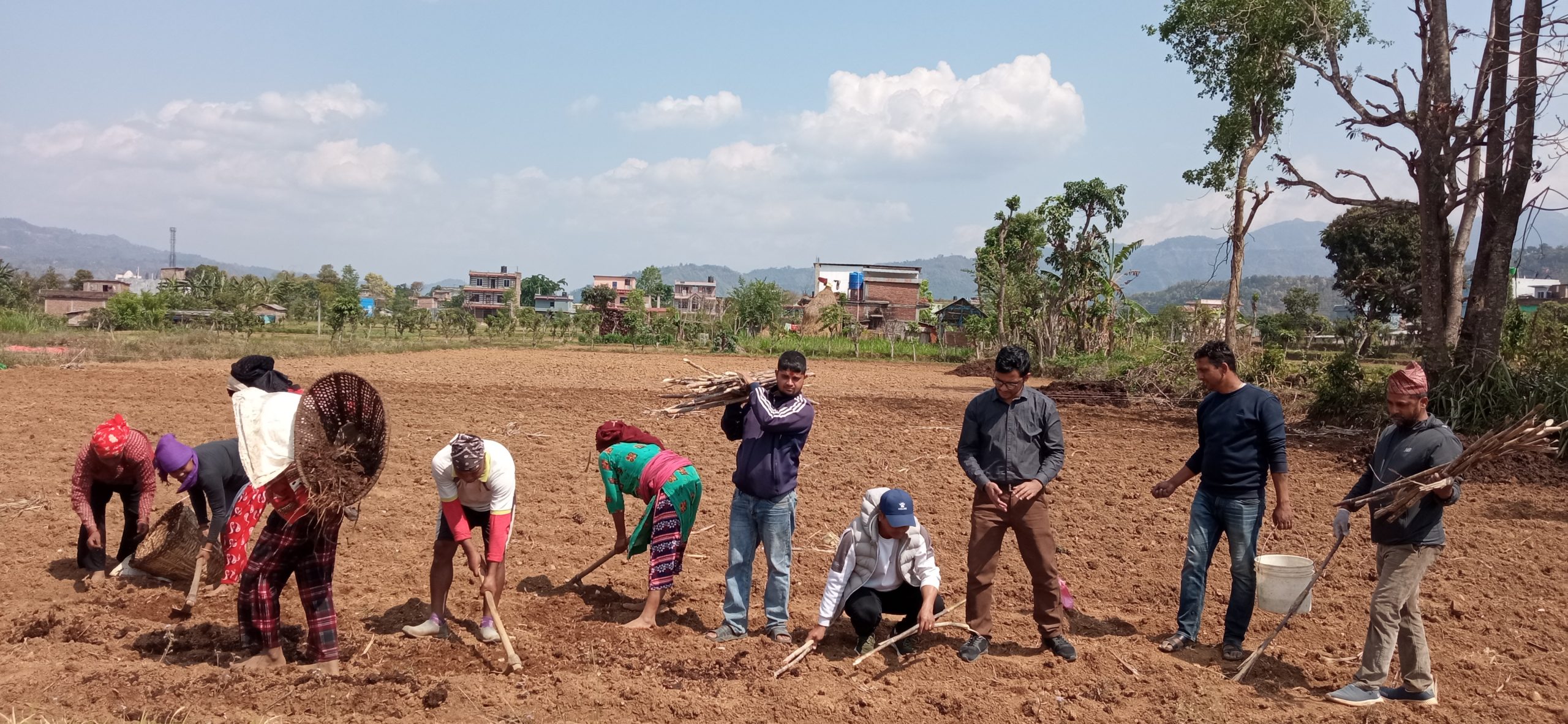 सामूहिकरूपमा उखुखेती प्रवर्द्धन गर्दै रामपुरका युवा किसान