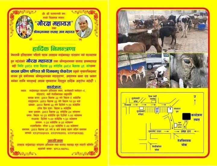 बेवारिसे गाईबाच्छा संरक्षणका लागि पशुपतिमा गोरक्ष महायज्ञ