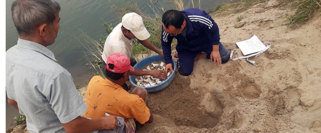 राप्ती बगरबाट गोहीका २५९ अण्डा सङ्कलन