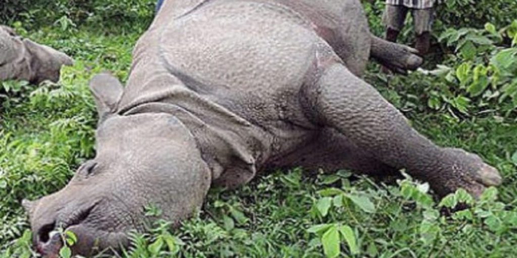 चितवन राष्ट्रिय निकुञ्ज आसपास आठ वर्षमा दुई सय बीस गैँडा मरे