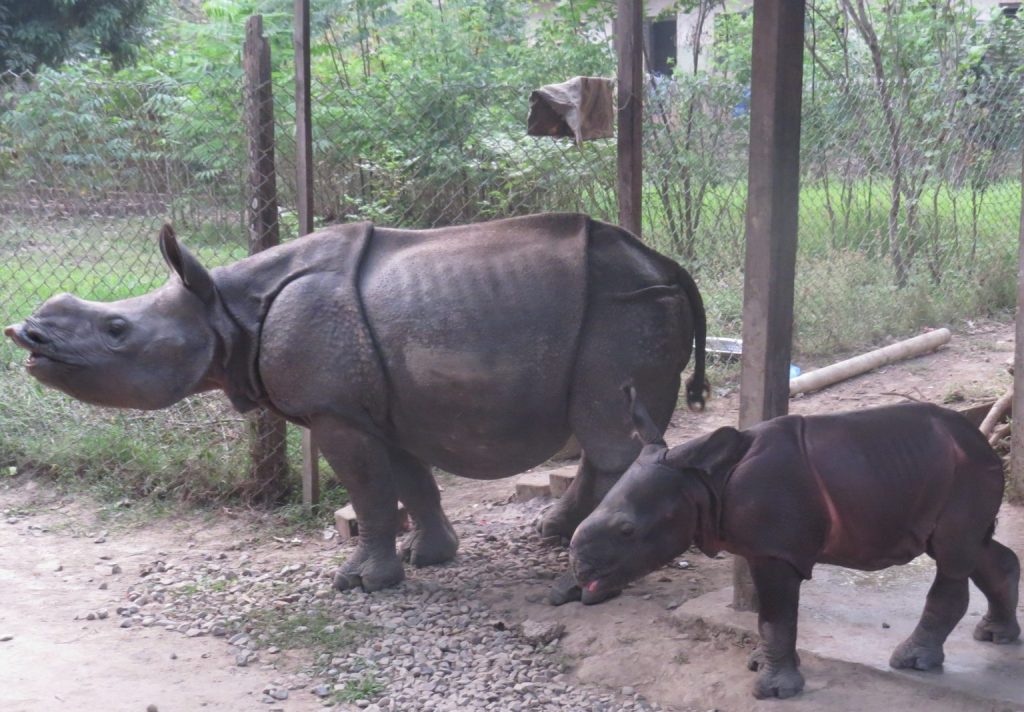 उद्धार गरिएका पुष्पा र अञ्जलीलाई प्रकृतिमा छाडियो