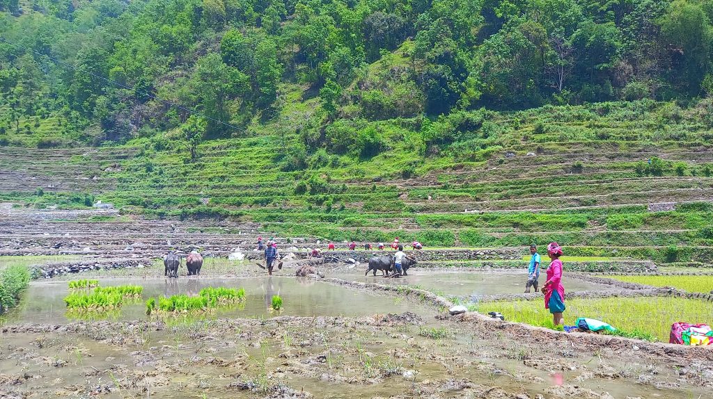 बागलुङको गलकोटमा असार नलाग्दै रोपाइँको चटारो