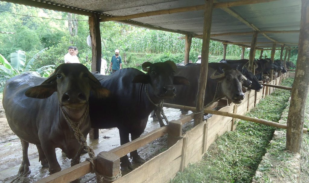 जाजरकोटकाे नलगाडमा सुत्केरी भैँसीलाई भत्ता