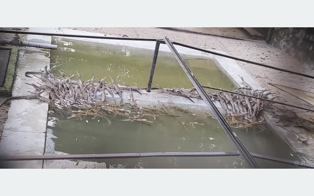 प्रजनन केन्द्रमा कोरलिन थाले गोहीको बच्चा