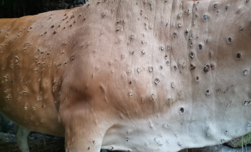 बैतडीमा लम्पी स्कीनबाट आठ हजार पशुचौपाया सङ्क्रमित