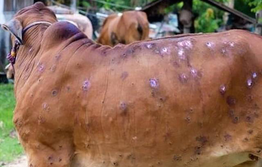 चितवनका तीन हजार गाईभैँसीलाई लम्पीस्किनविरुद्धको खोप