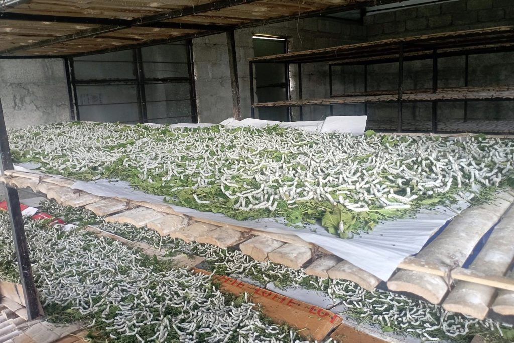 गोरखाको सहिद लखन गाउँपालिकामा व्यावसायिक रेशम किराको खेती