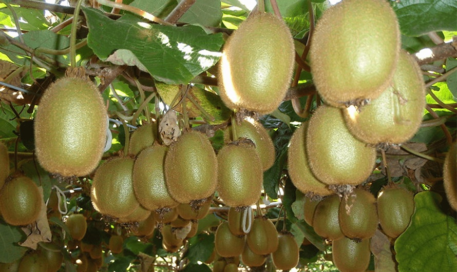 धानखेत मासेर किवी खेतीमा आकर्षित हुँदै किसान