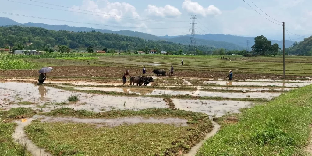 गण्डकीमा ६७ प्रतिशत मात्र रोपाइँ सम्पन्न