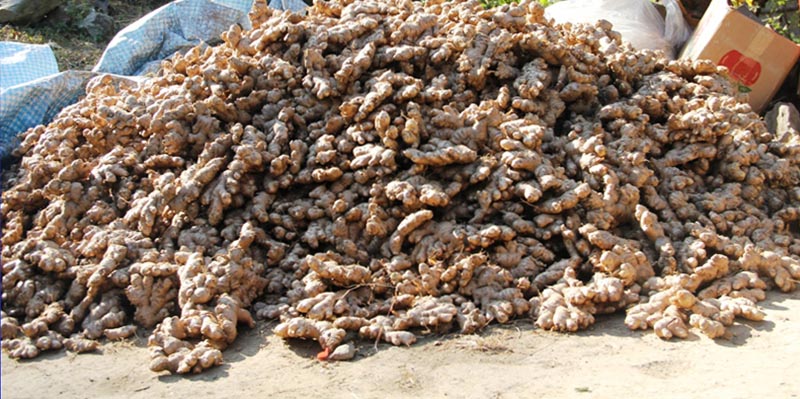 तनहुँको कृषक अदुवा र बेसारखेतीतर्फ आकर्षित