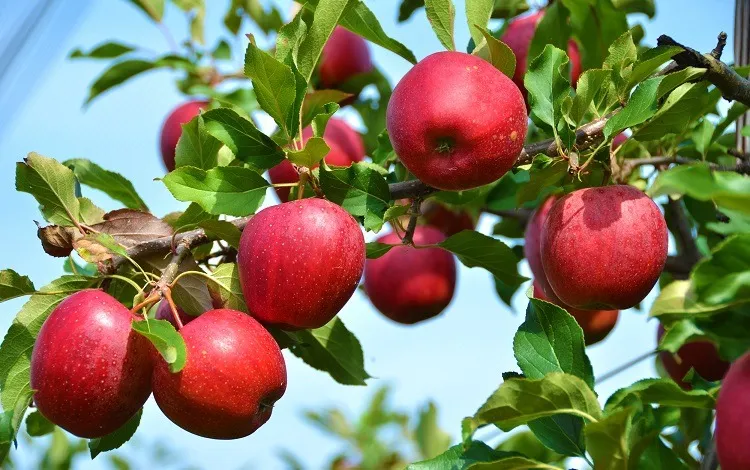 गोरखाको चुमनुब्रीको स्याउलाई ‘ब्रान्डिङ’ गरिँदै