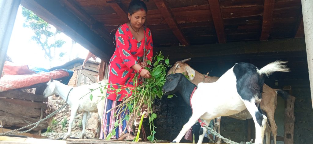 बाख्रापालनमा हौसिँदै पाल्पा रामपुरका महिला