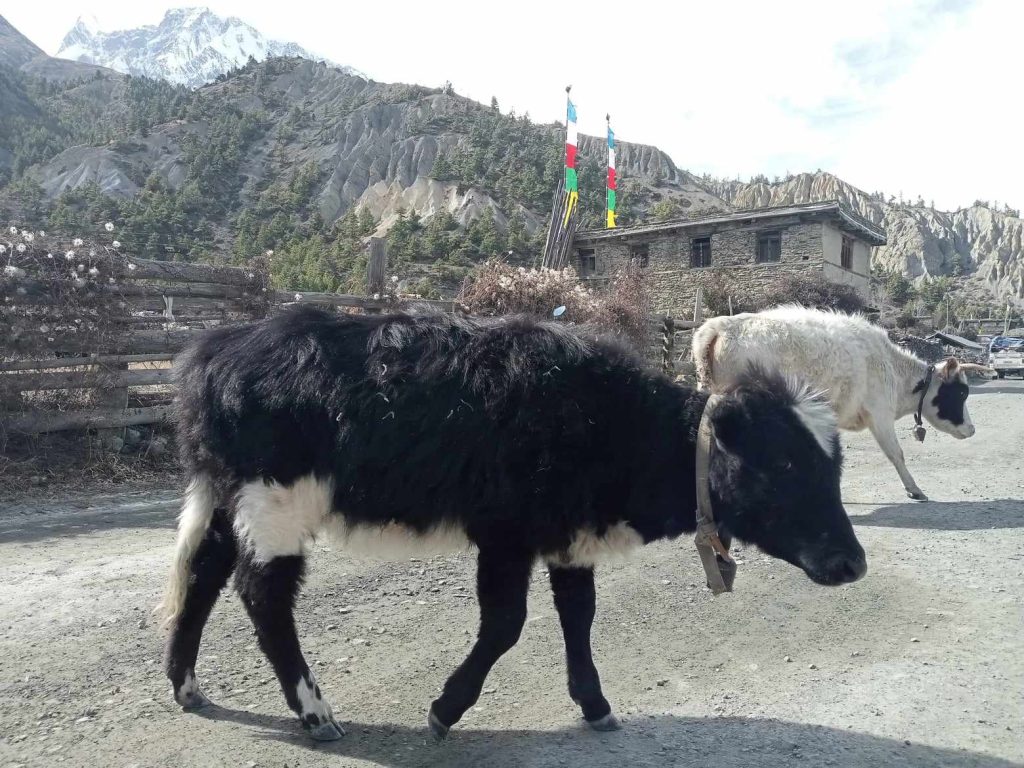 हिमाली जिल्ला मनाङका याक र चौँरीमा पनि देखियो लम्पी स्किन