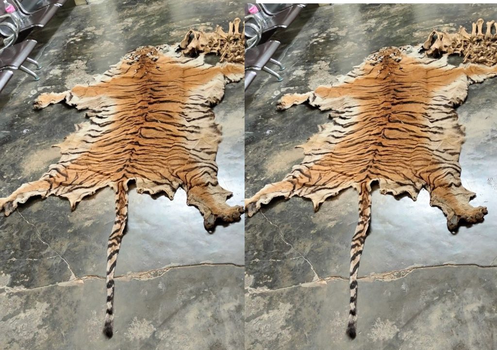 बाँकेको कोहलपुरबाट पाटेबाघको छाला र हड्डीसहित चारजना पक्राउ