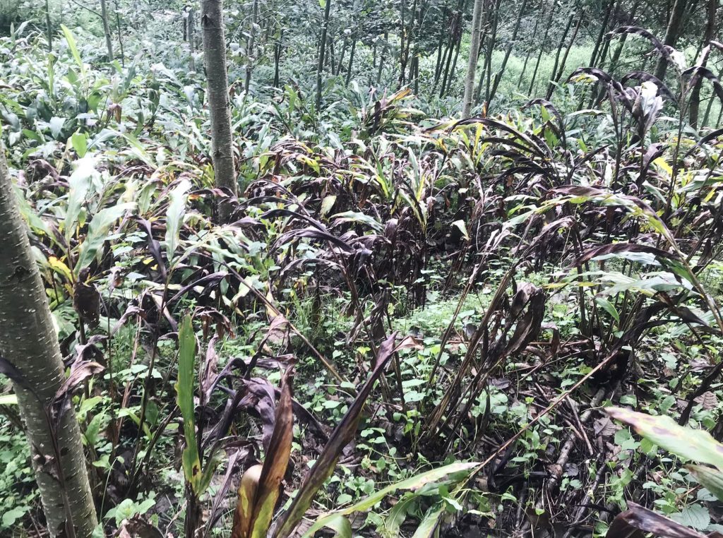 बागलुङको ताराखोलामा अलैँचीकाे बोट मर्न थालेपछि किसान चिन्तित