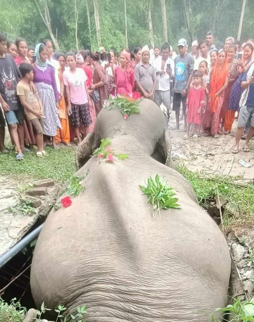 कञ्चनपुरमा जङ्गली हात्तीको सेफ्टी ट्याङ्कीमा फसेर मृत्यु