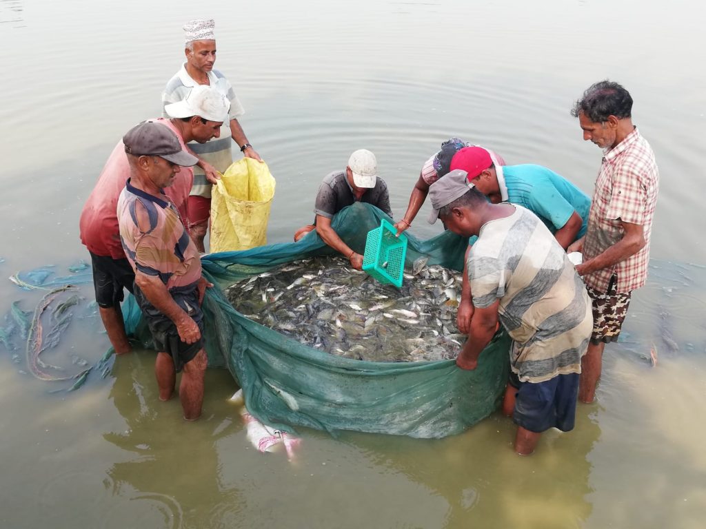 चितवनका किसान माछाका ‘ह्याचलिङ’मा आकर्षित