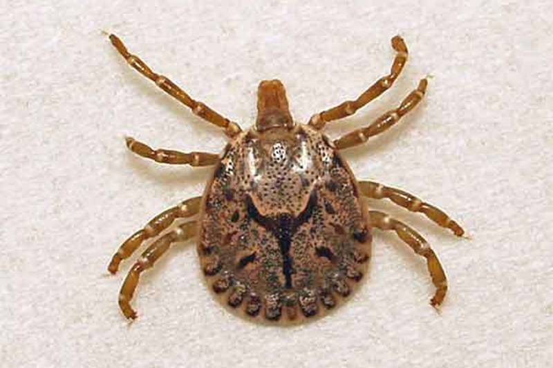 बाजुरामा बढ्याे ‘स्क्रब टाइफस’का बिरामी