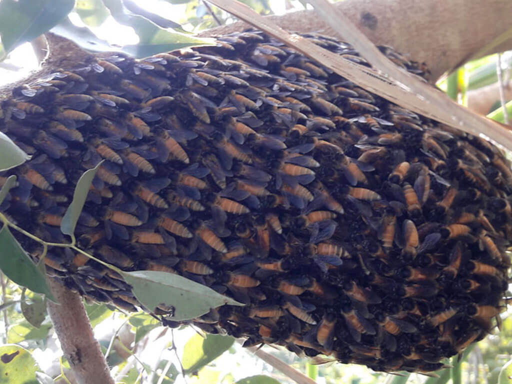 मनाङमा सिङ्गुस पाेलेर खाँदा छ जना बिरामी, बिरामीकाे अवस्था अचेत