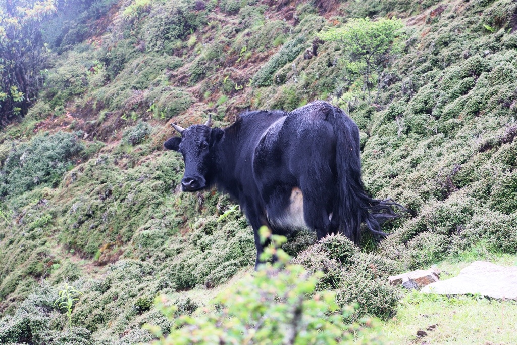 इलामकाे सन्दकपुरमा व्यावसायिकरुपमा चौँरीपालन