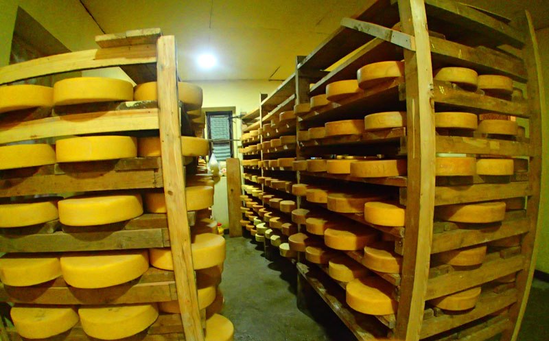 रसुवामा चिज उत्पादन केन्द्रद्वारा बिग्रिएको चिज बिक्री, रु १० हजार जरिवाना