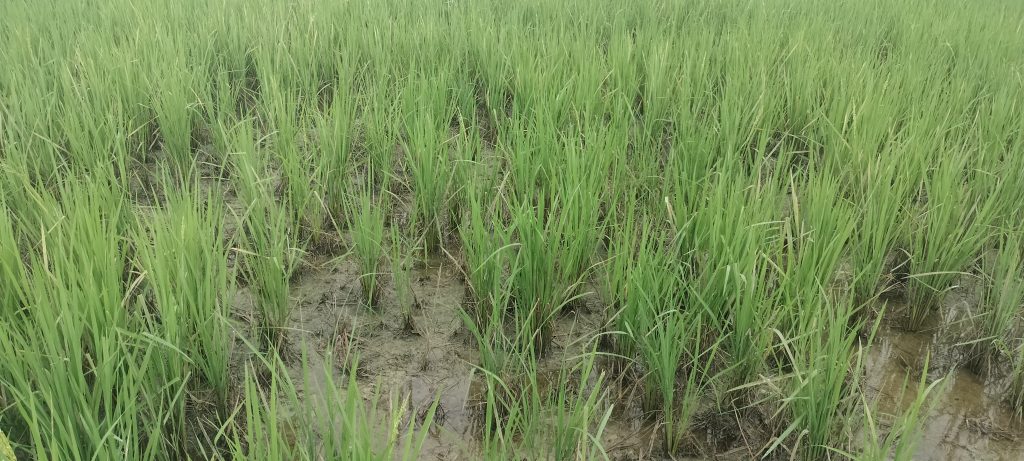 कञ्चनपुरमा धान खेतमै सुक्न थालेपछि किसान चिन्तित