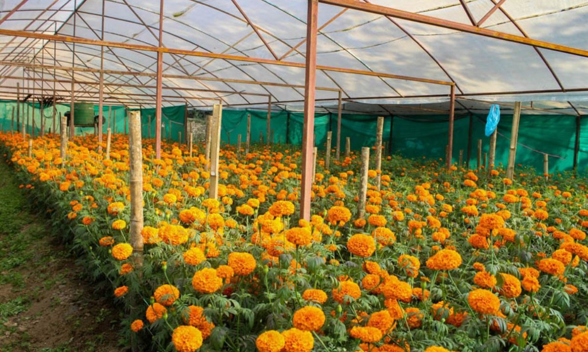 तनहुँमा सयपत्री फूलको व्यवसायिक खेती