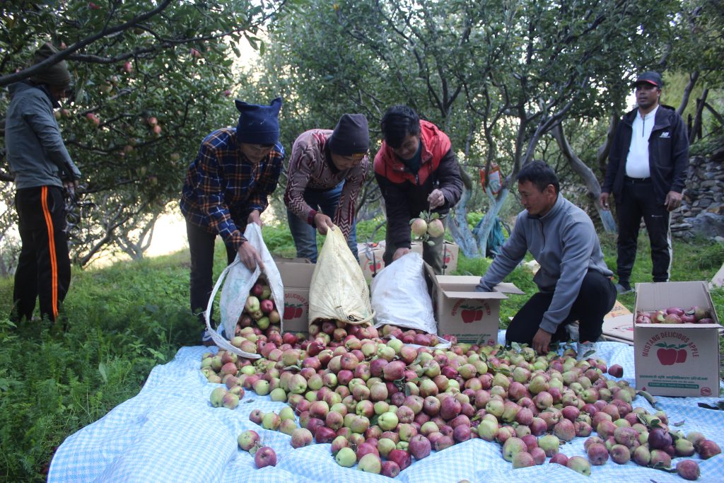 बेमौसमी वर्षाले मुुस्ताङमा स्याउ उत्पादन घट्यो