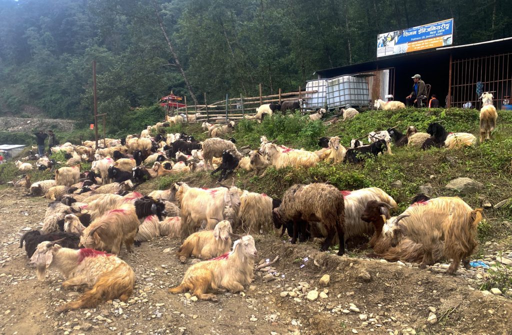 पोखरा भित्रियो दसैँका लागि च्याङ्ग्रा