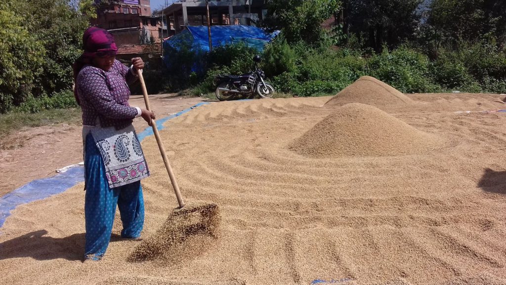भक्तपुरका किसानलाई धान भित्र्याउन चटारो
