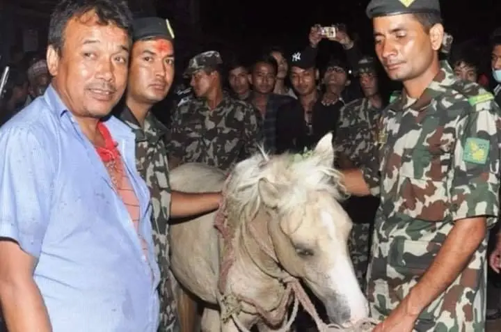तलेजु भवानीको वाहन सेतो घोडा जात्रा सम्पन्न
