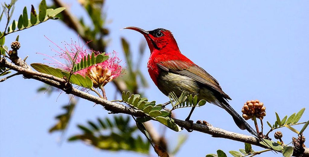 चिसो छल्न चितवनमा आउन थाले ‘पर्यटक’ चरा‘