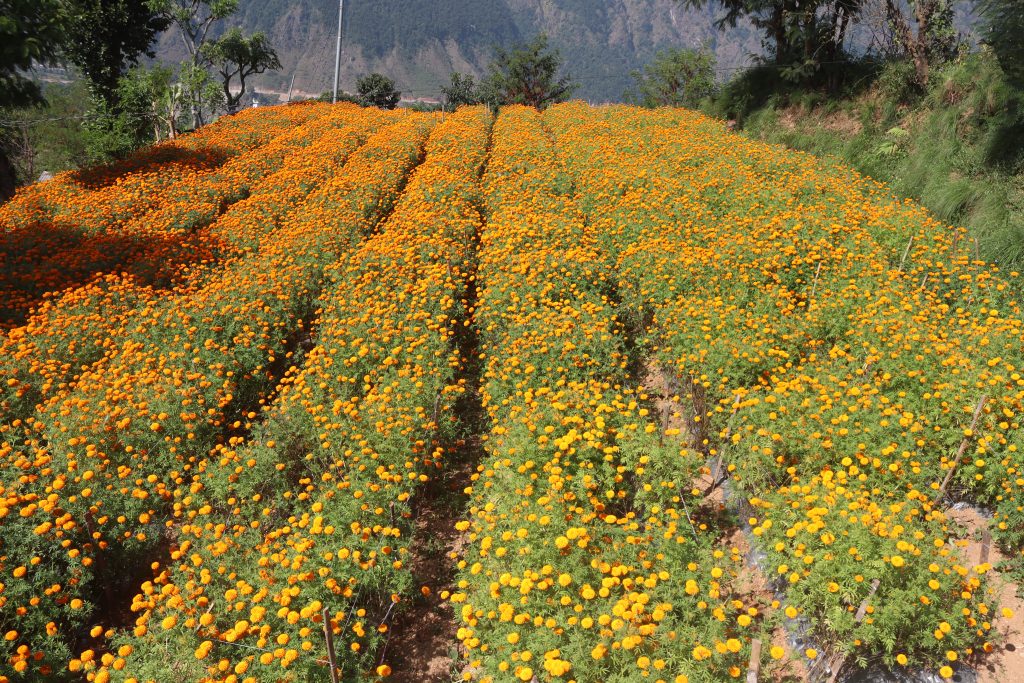स्याङ्जाको कालीगण्डकीबाट बीस लाखको फूल निर्यात