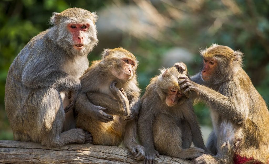 किसानलाई मल बीउभन्दा बाँदर आतङ्क समस्या
