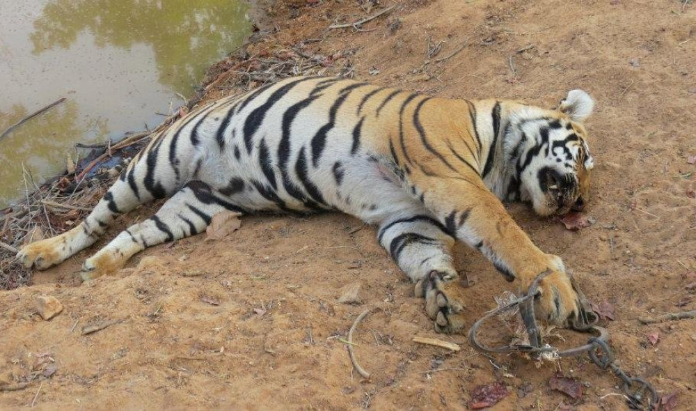 चितवनमा पाटेबाघ मृत फेला